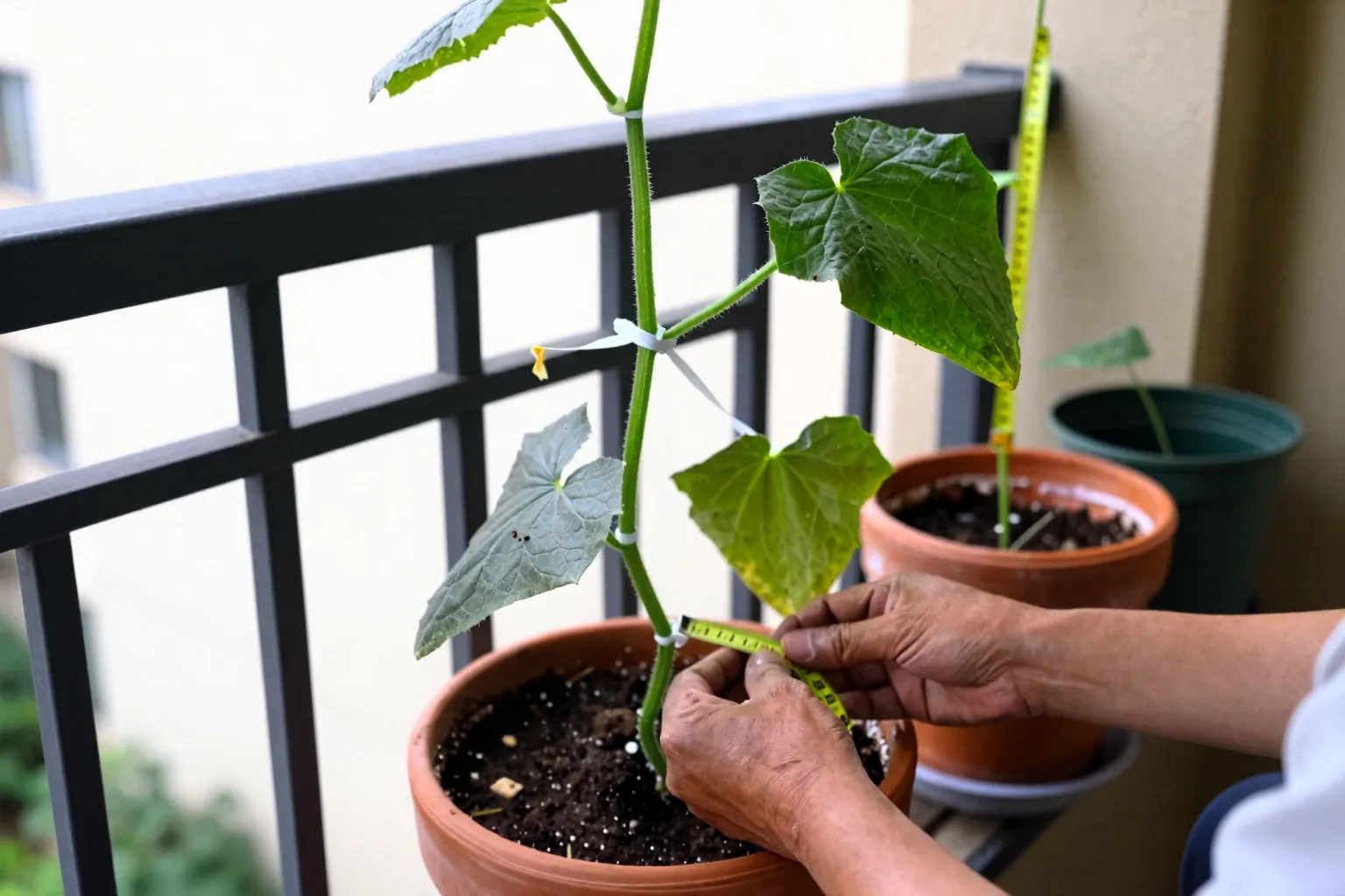 A cucumber vine climbs a secured trellis rising from a balcony container.