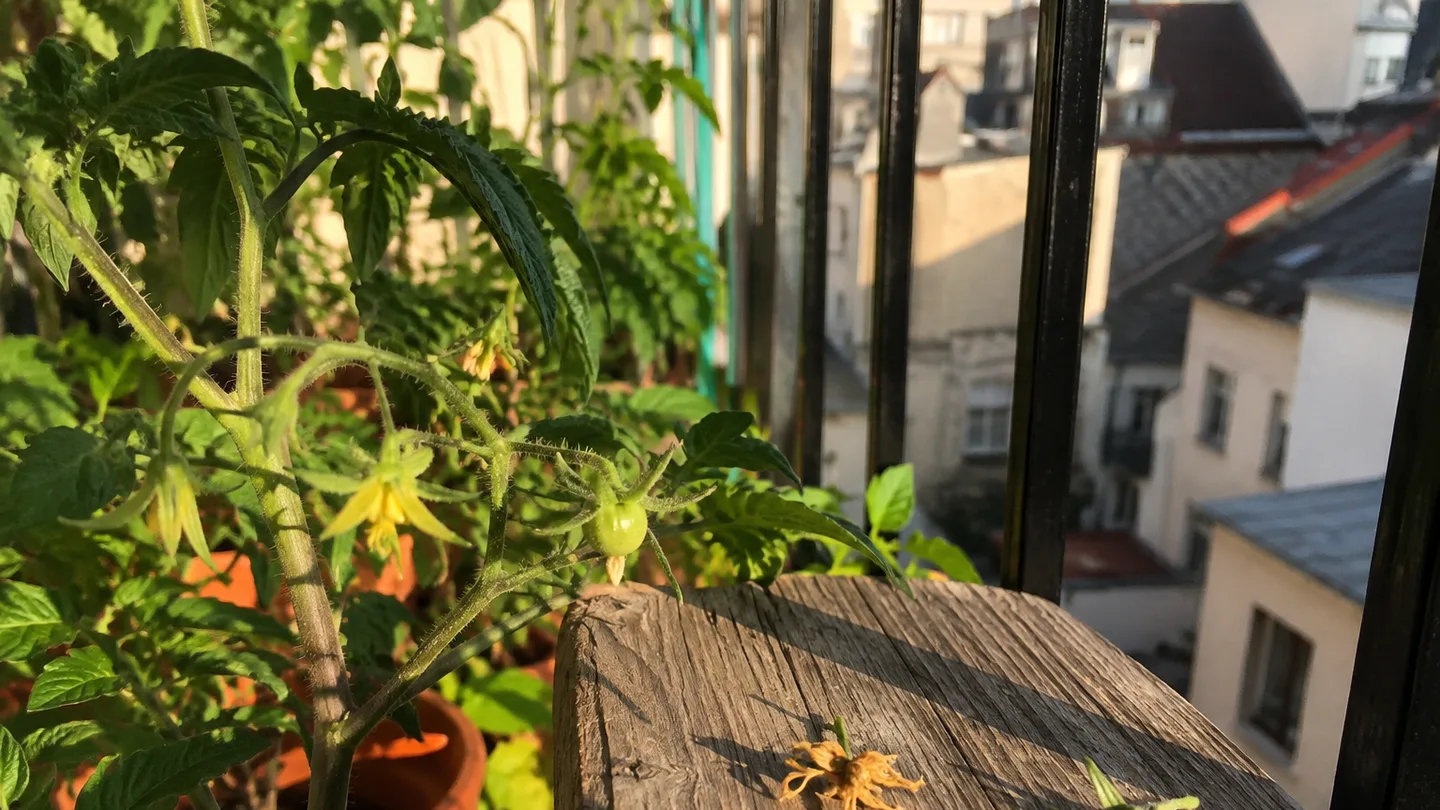 A healthy tomato truss with fresh blossoms and a tiny green fruit sits above a dried flower on the balcony shelf.