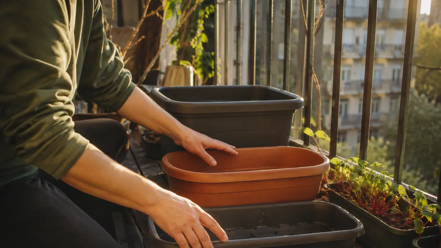 A balcony gardener compares shallow, medium, and deep pots beside beet seedlings before sowing.