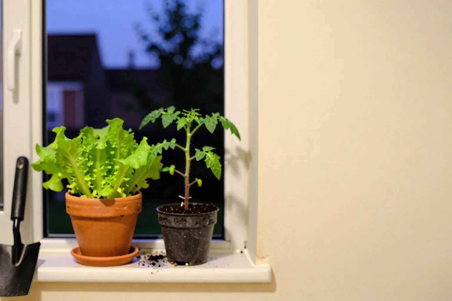 A narrow kitchen sill holds thriving leafy greens beside a leggy tomato seedling, showing which crops suit limited indoor “”