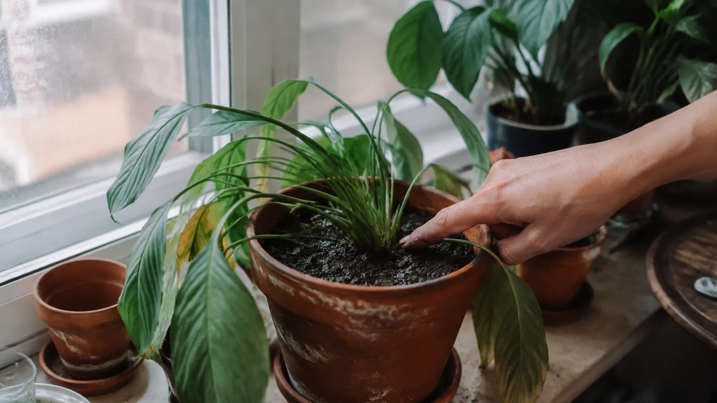 A drooping potted plant sits above dark, visibly wet soil, suggesting it may be overwatered.